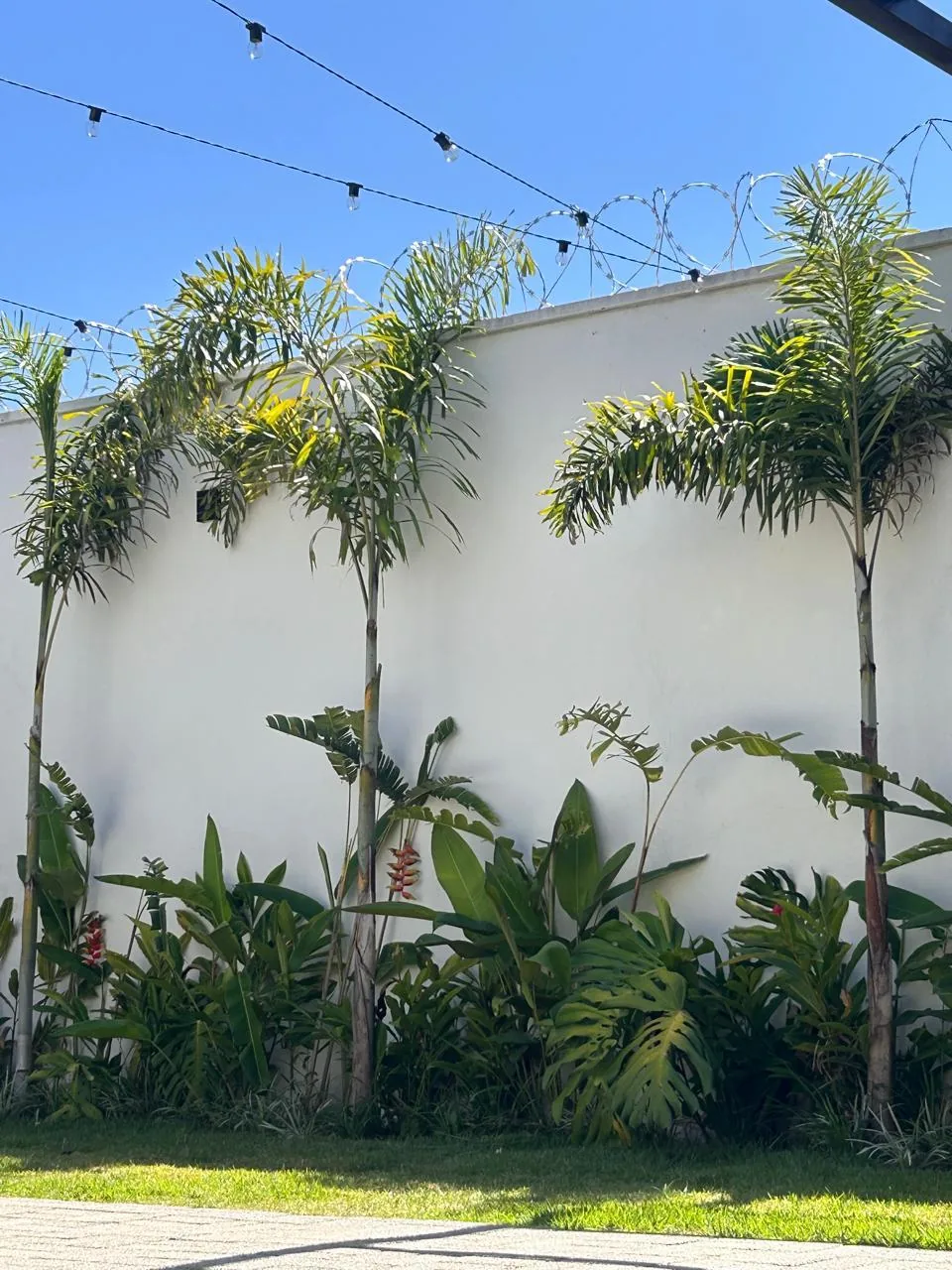 Jardim com palmeiras e luzes decorativas na área externa do salão de festas