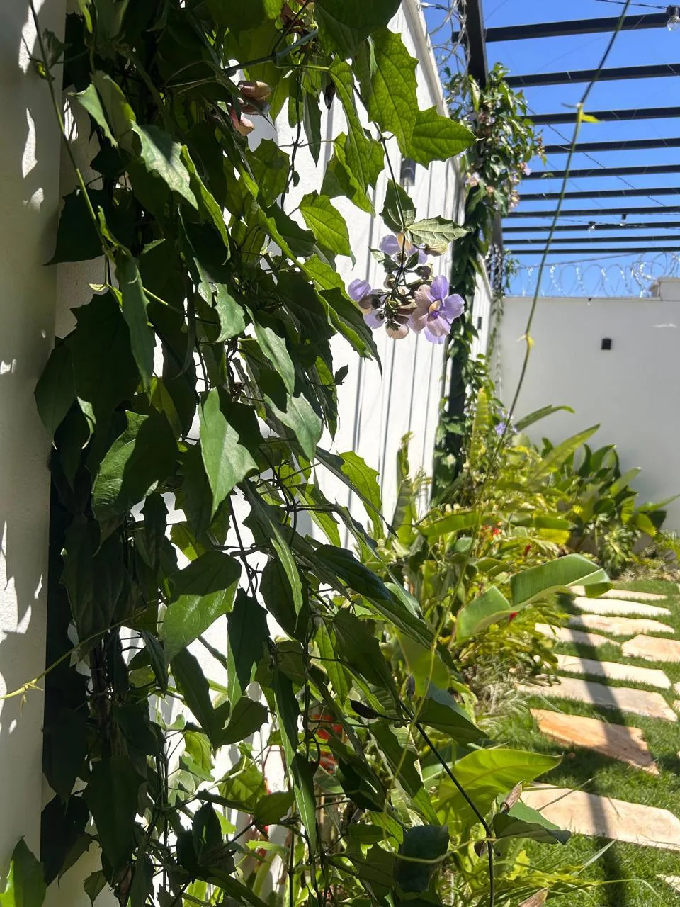 Jardim com trepadeiras floridas na área externa do salão de festas